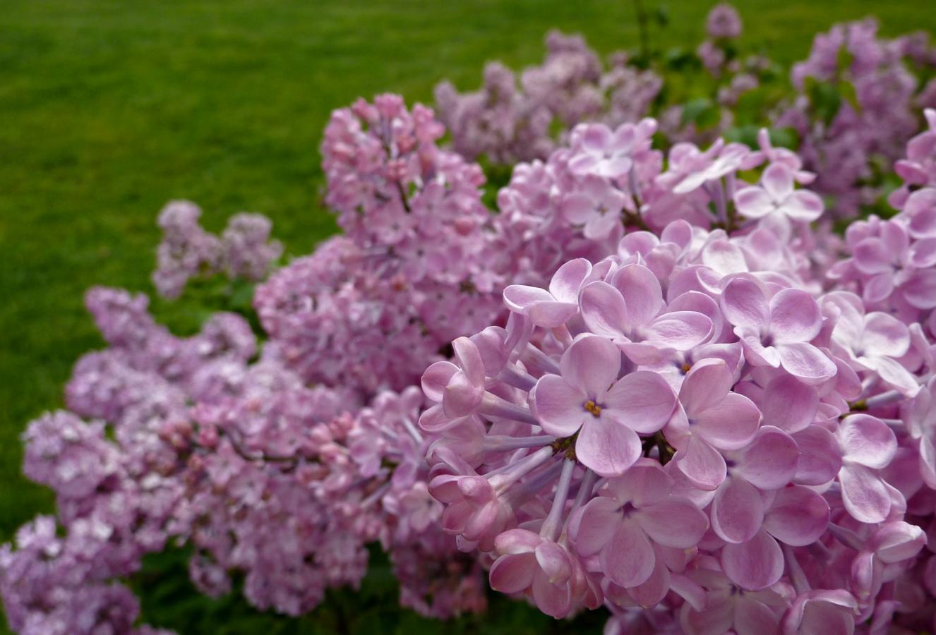 Lilas à fleurs de jacinthe