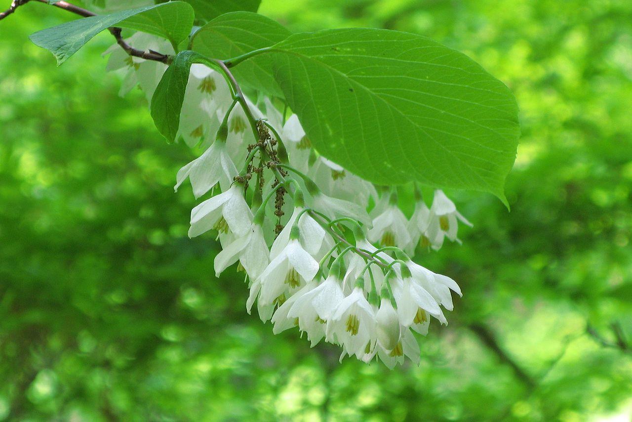 Styrax à grandes feuilles