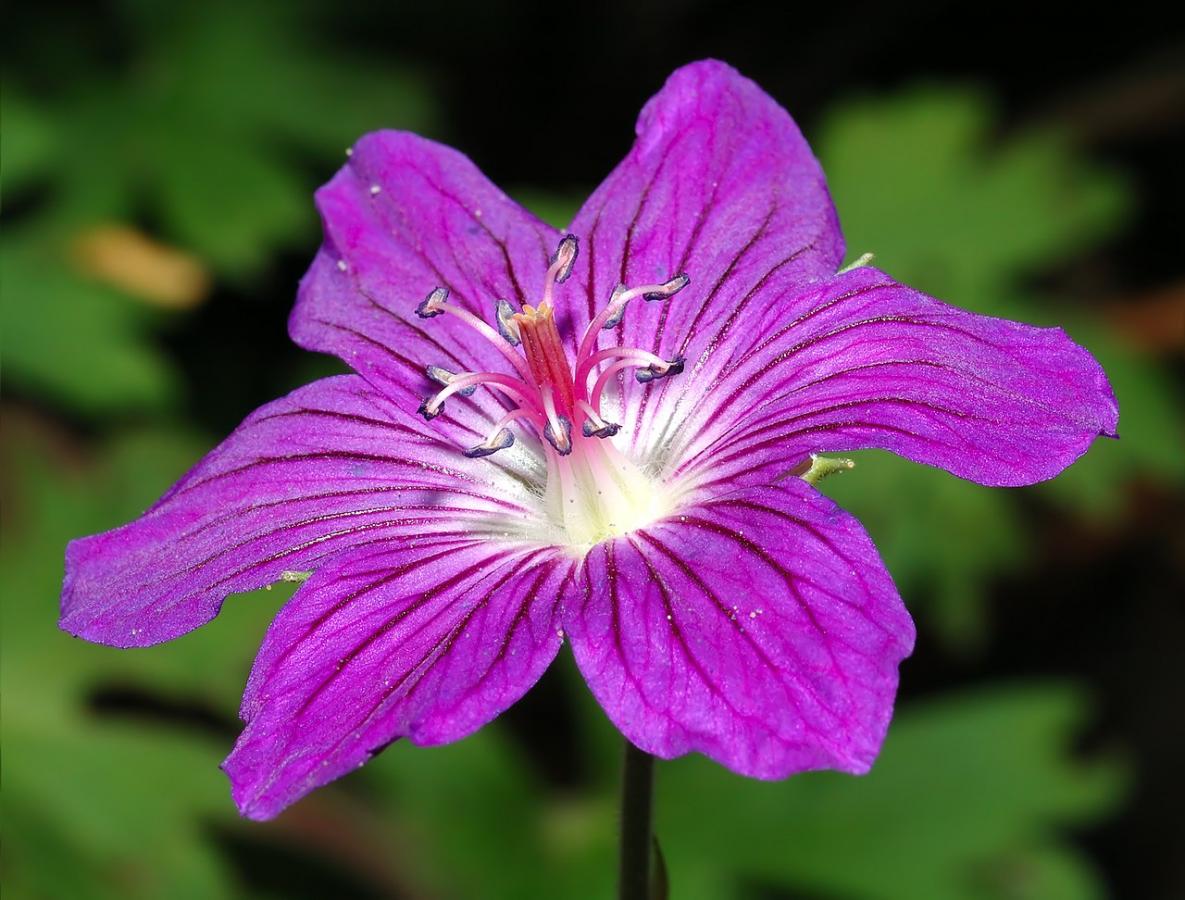 Géranium de Sibérie