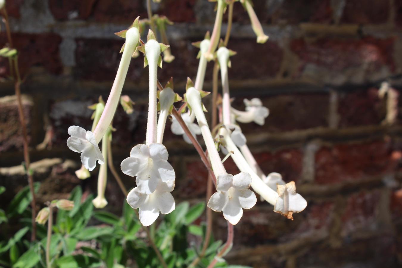 Sinningia à fleurs en trompette