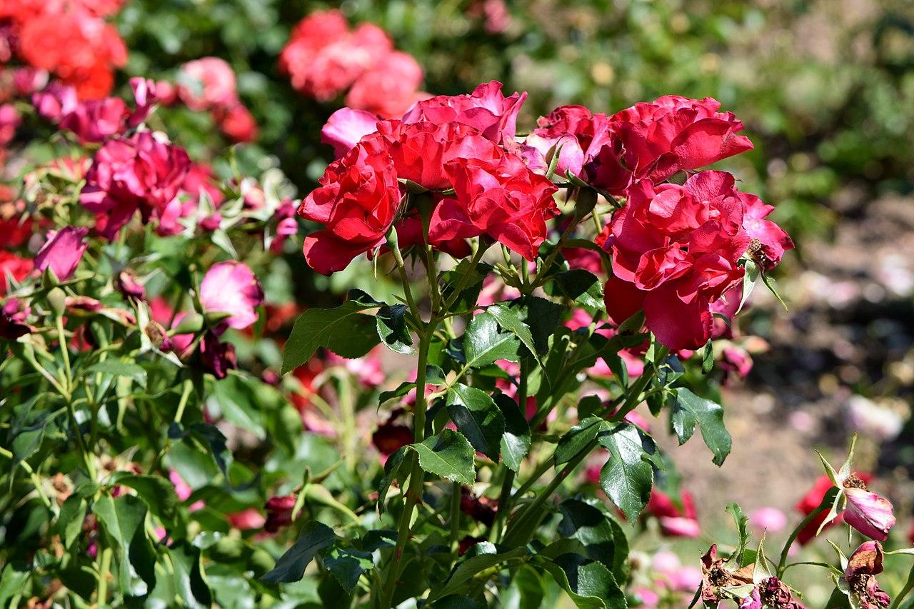 Rosier 'Crimson Meidiland'