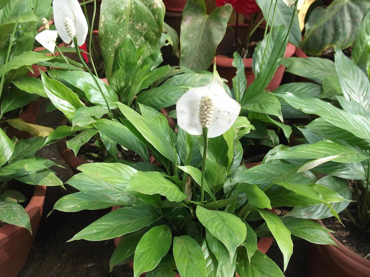 Spathiphyllum cannifolium