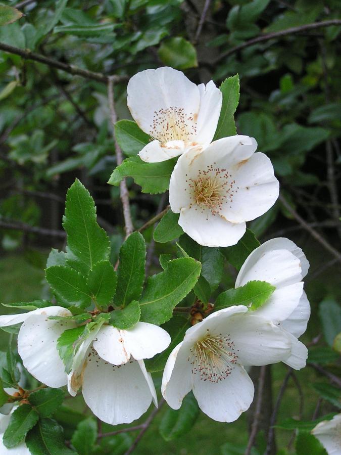 Eucryphia de Nymans