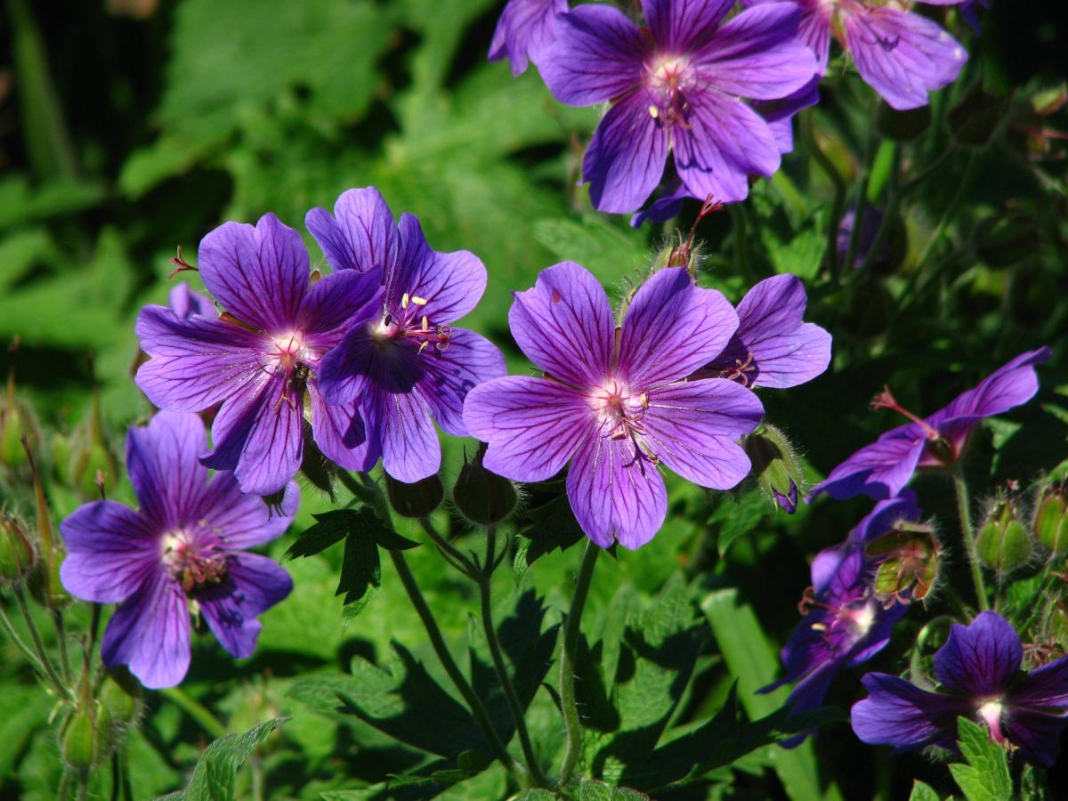 Géranium magnifique