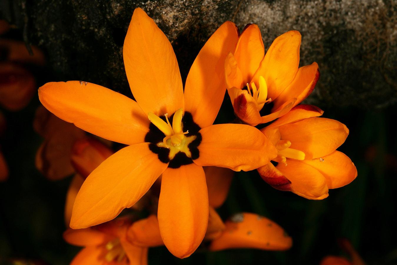 Ixia maculé