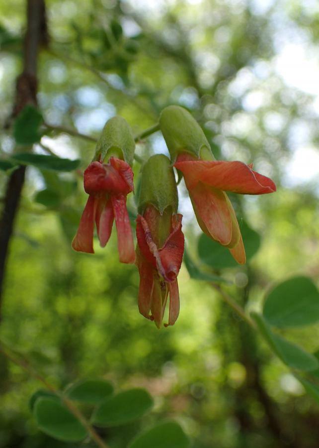 Caragana brevispina