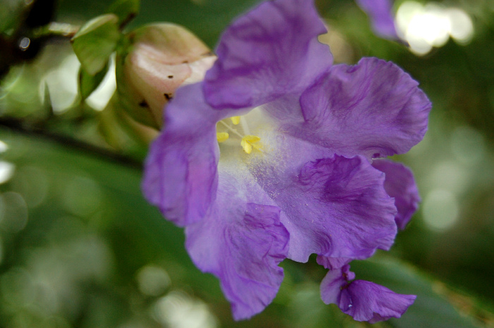 Strobilanthes callosa