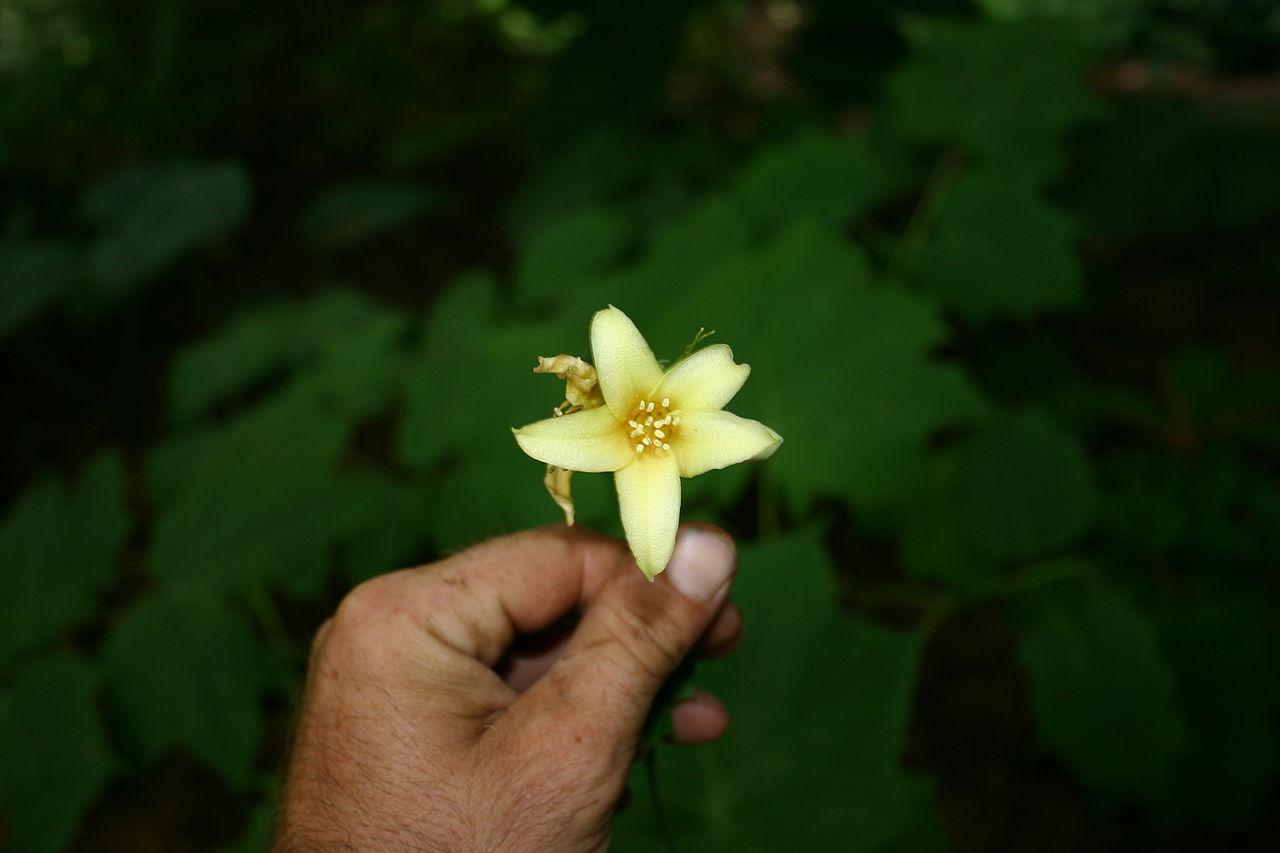 Fleur de cire de Corée