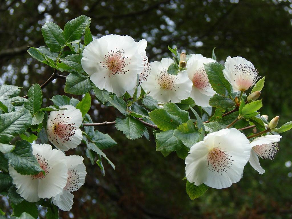 Eucryphia du Chili