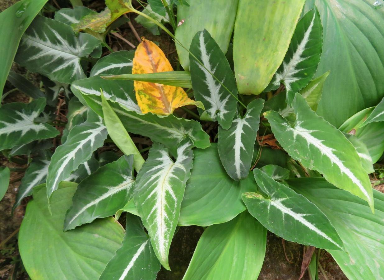 Syngonium wendlandii