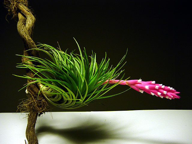 Tillandsia à petites feuilles