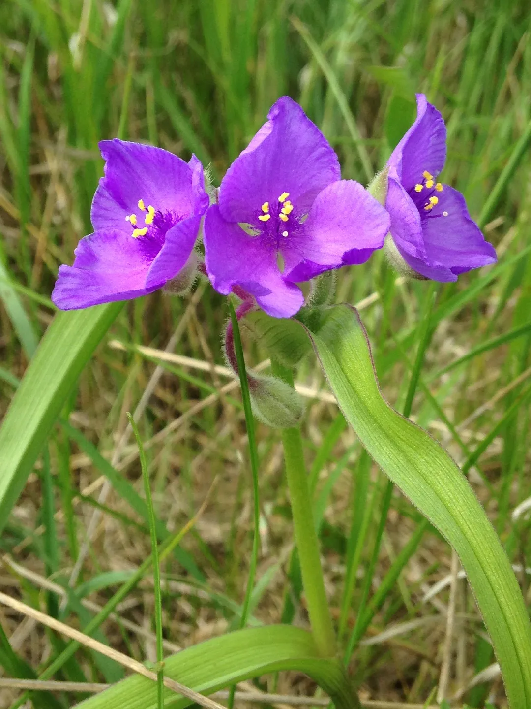 Tradescantie à bractées