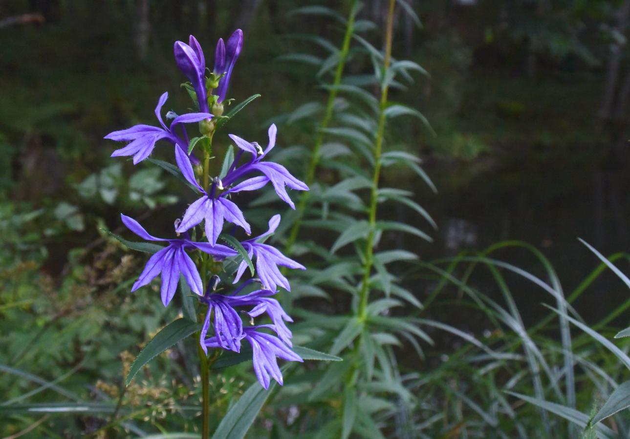 Lobélie sessilifolia