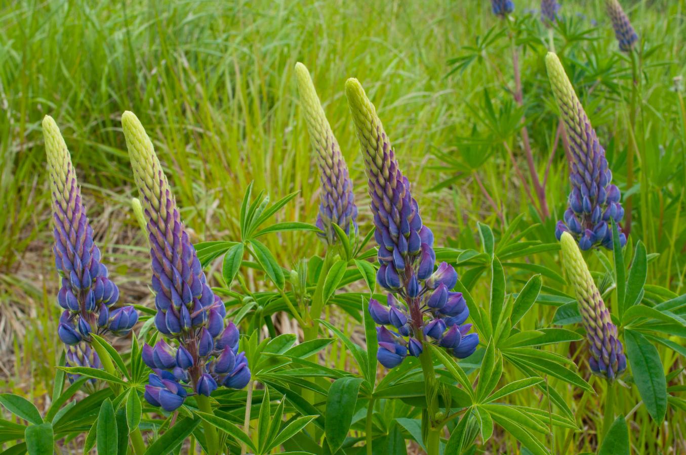 Lupin des jardins