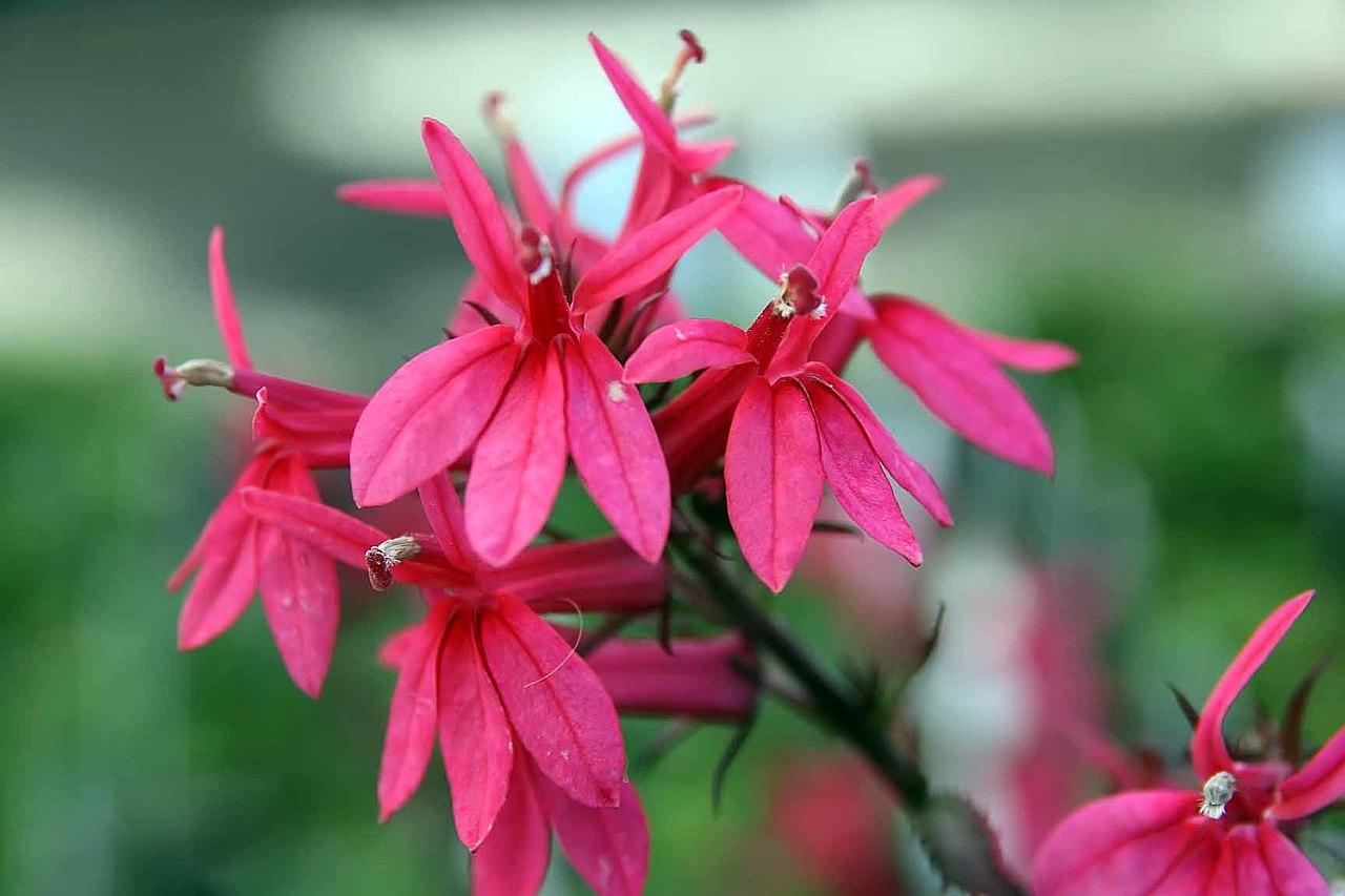 Lobélie rouge