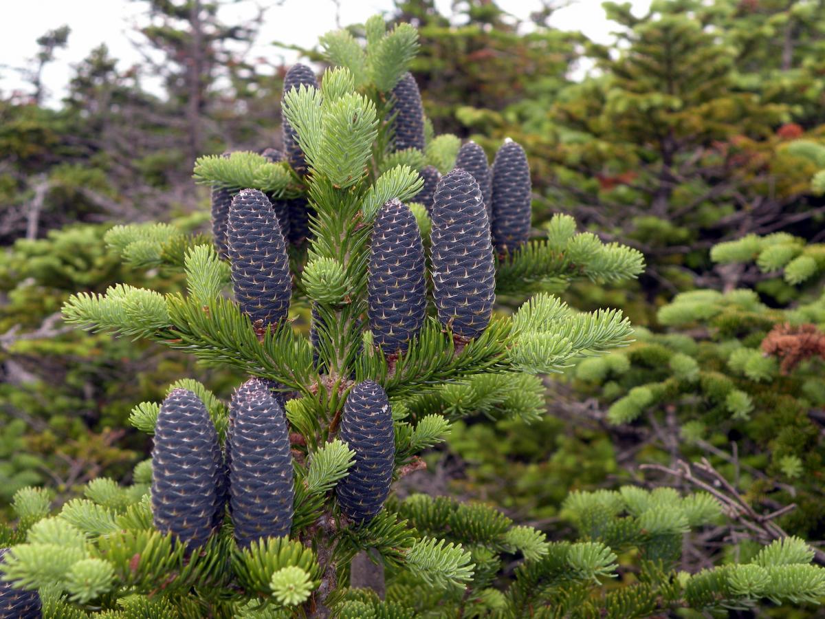 Sapin baumier