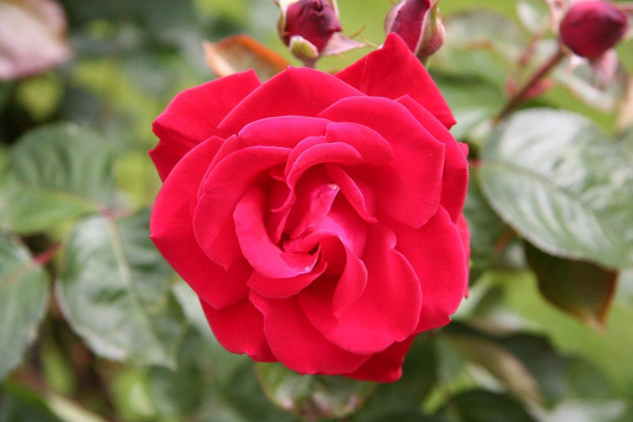 Rosier 'Grand Hotel'