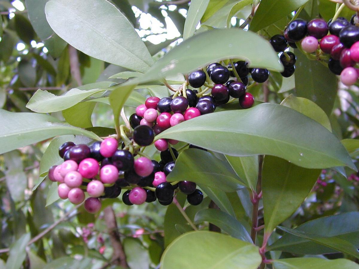 Ardisie elliptique