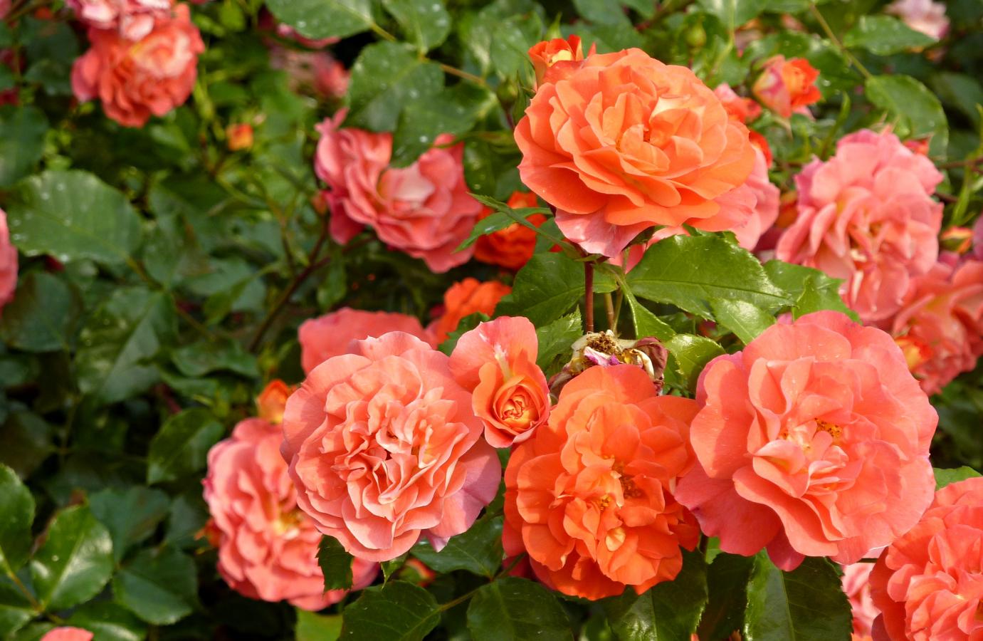 Rosier 'Grimm Brothers Fairytale'