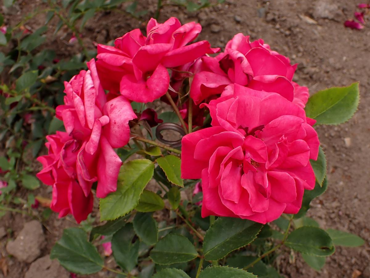 Rosier 'Hansestadt Bremen'