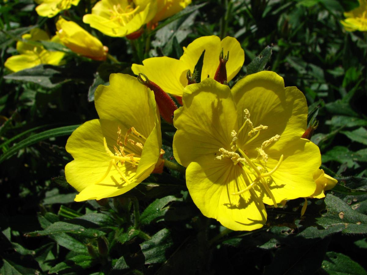 Onagre fruticosa
