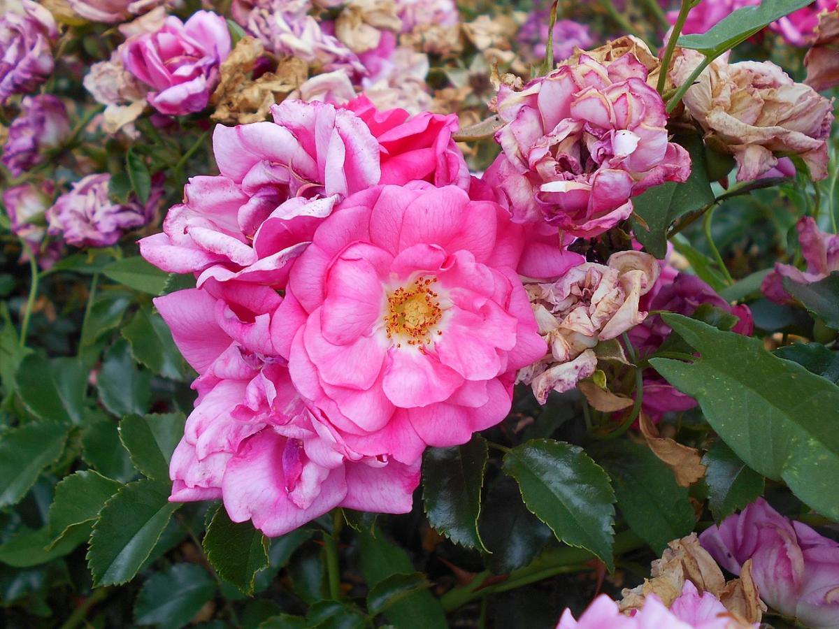 Rosier 'Heidetraum'