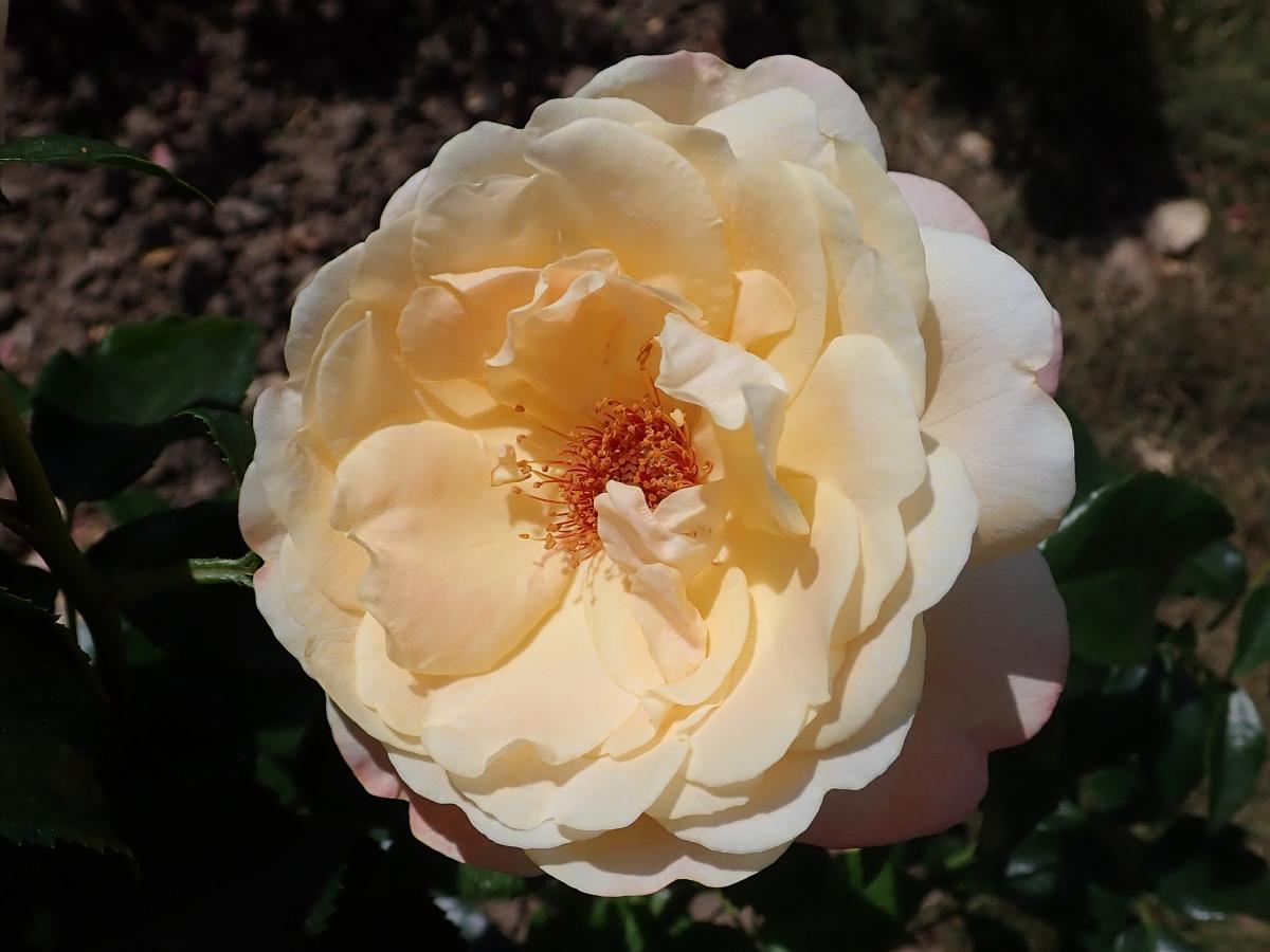 Rosier 'Hermann Hesse'