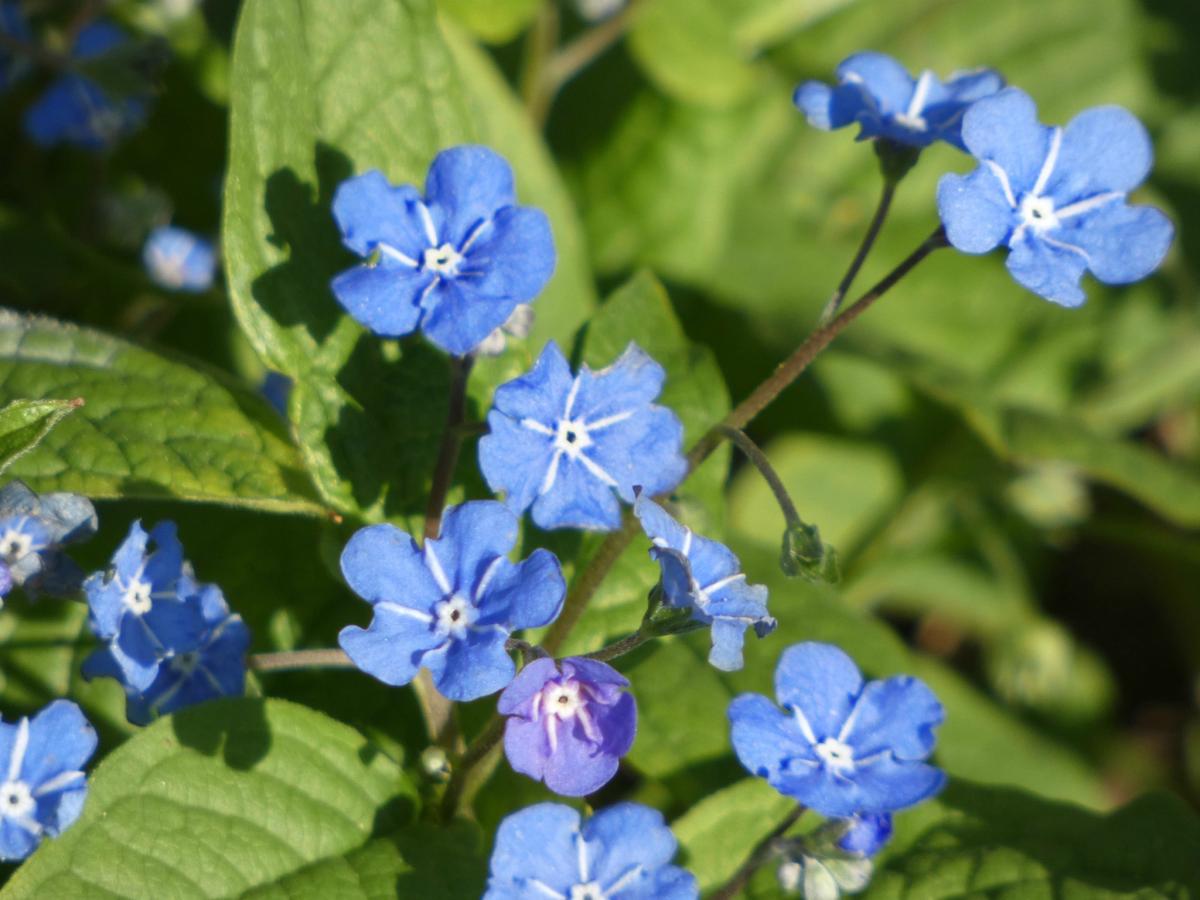 Omphalode de printemps