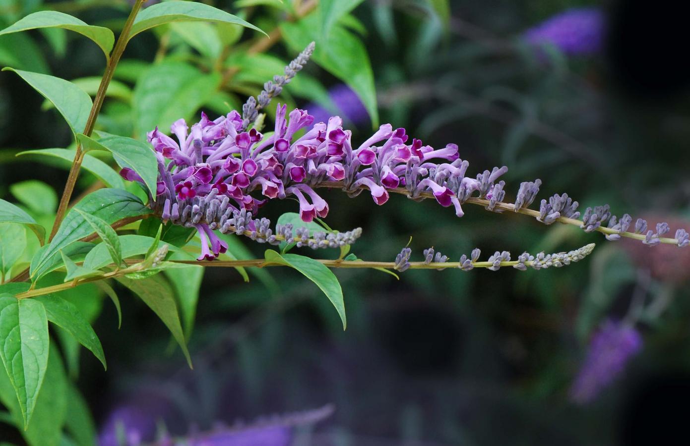 Buddleia de Lindley
