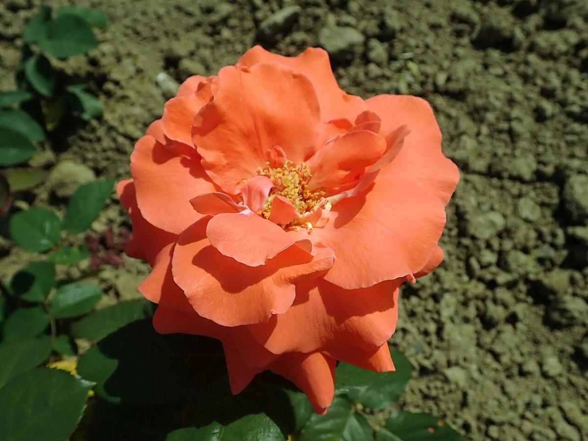 Rosier 'Herzog von Windsor'