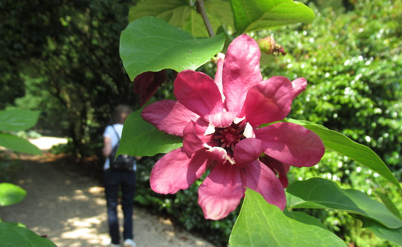 Calycanthe raulstonii
