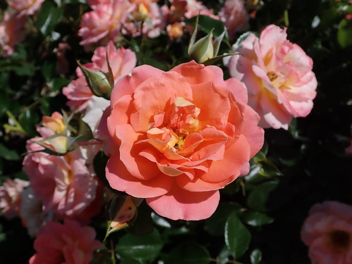 Rosier 'Intarsia'