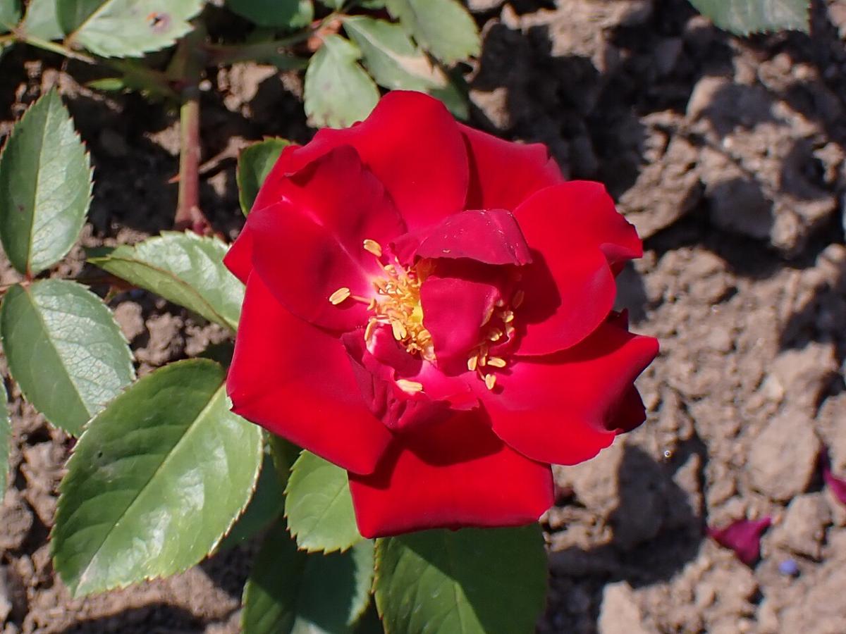 Rosier 'John Dijkstra'