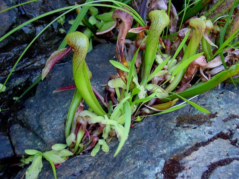 Darlingtonia