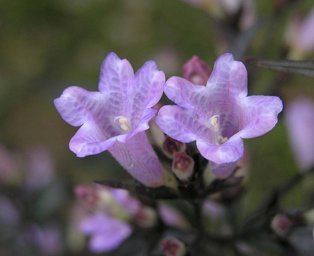 Strobilanthes anisophyllus