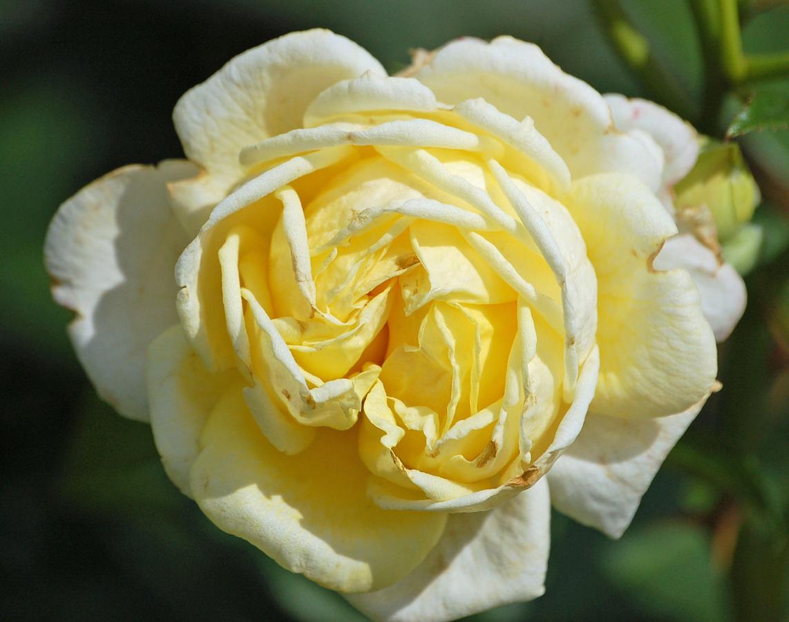 Rosier 'Karl Ploberger'
