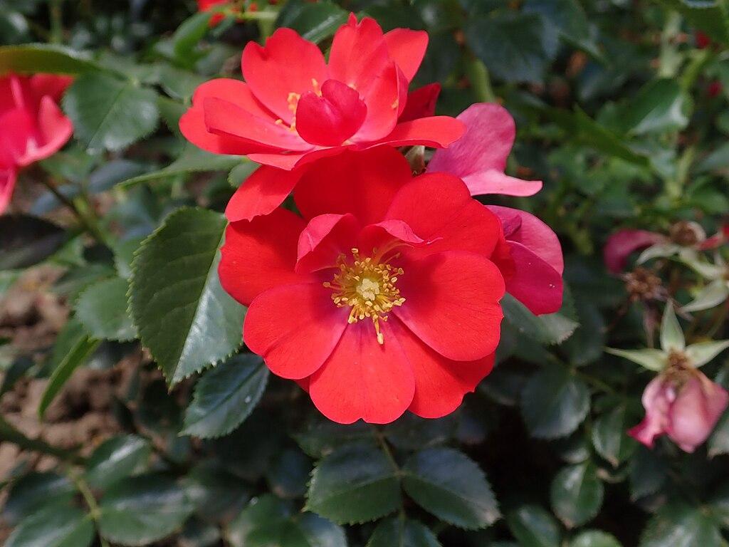 Rosier 'Kesse Lippe'