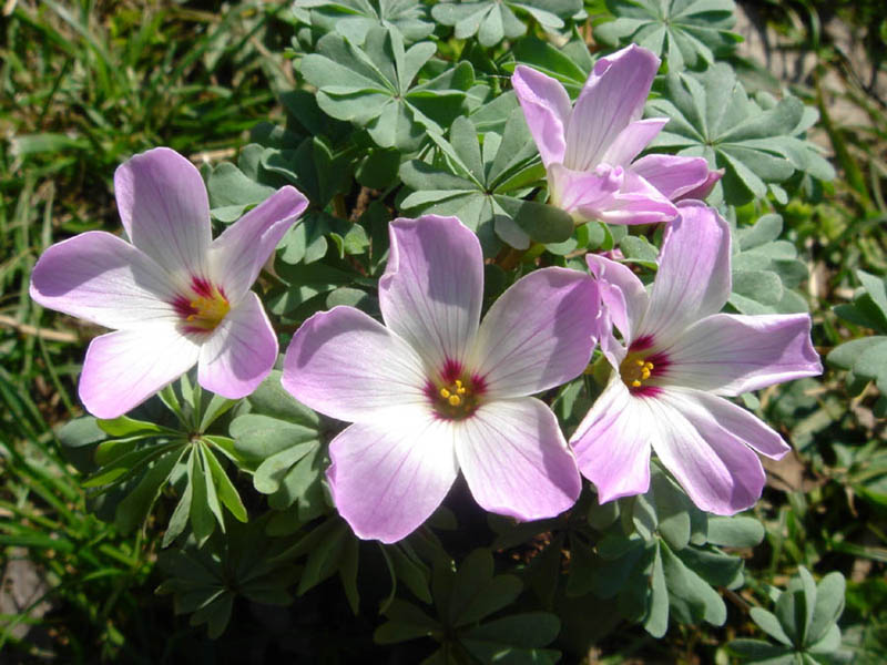 Oxalis du Chili