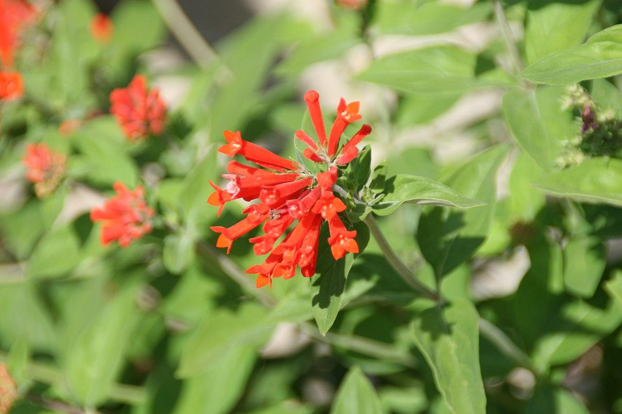Bouvardie ternifolia