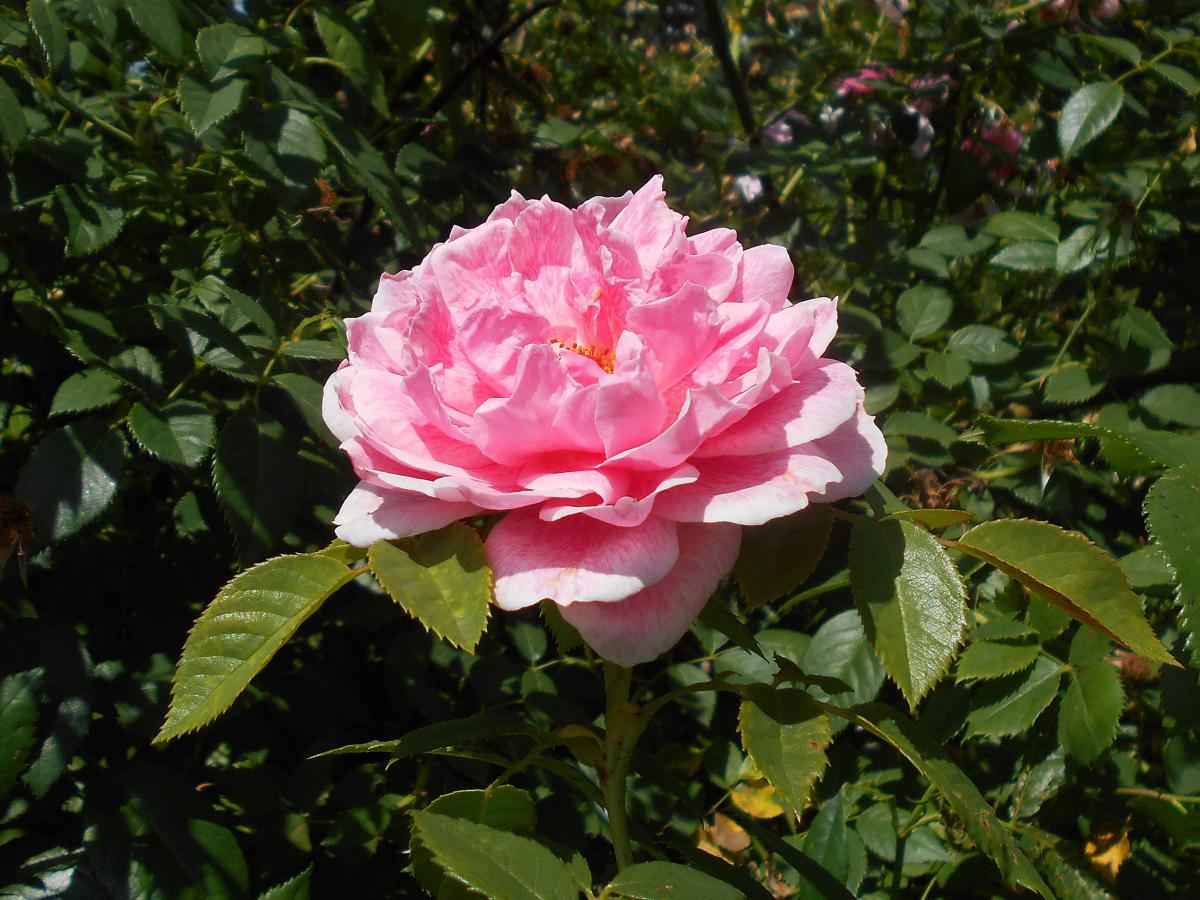 Rosier 'Kir Royal'