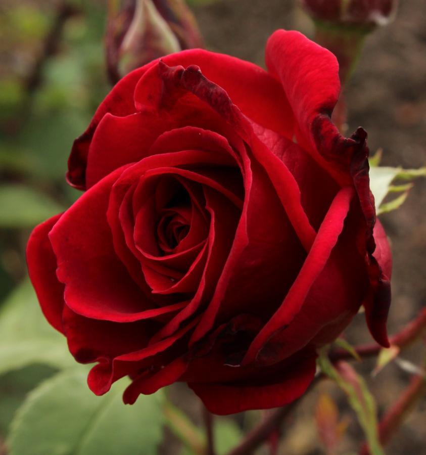 Rosier 'Kommodore'