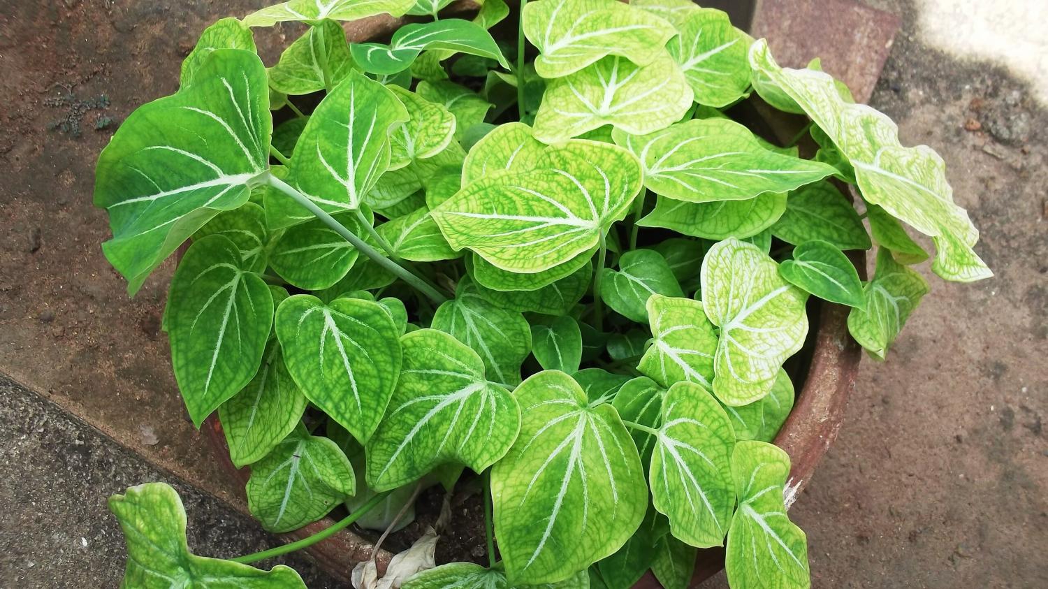 Caladium de Schomburgk