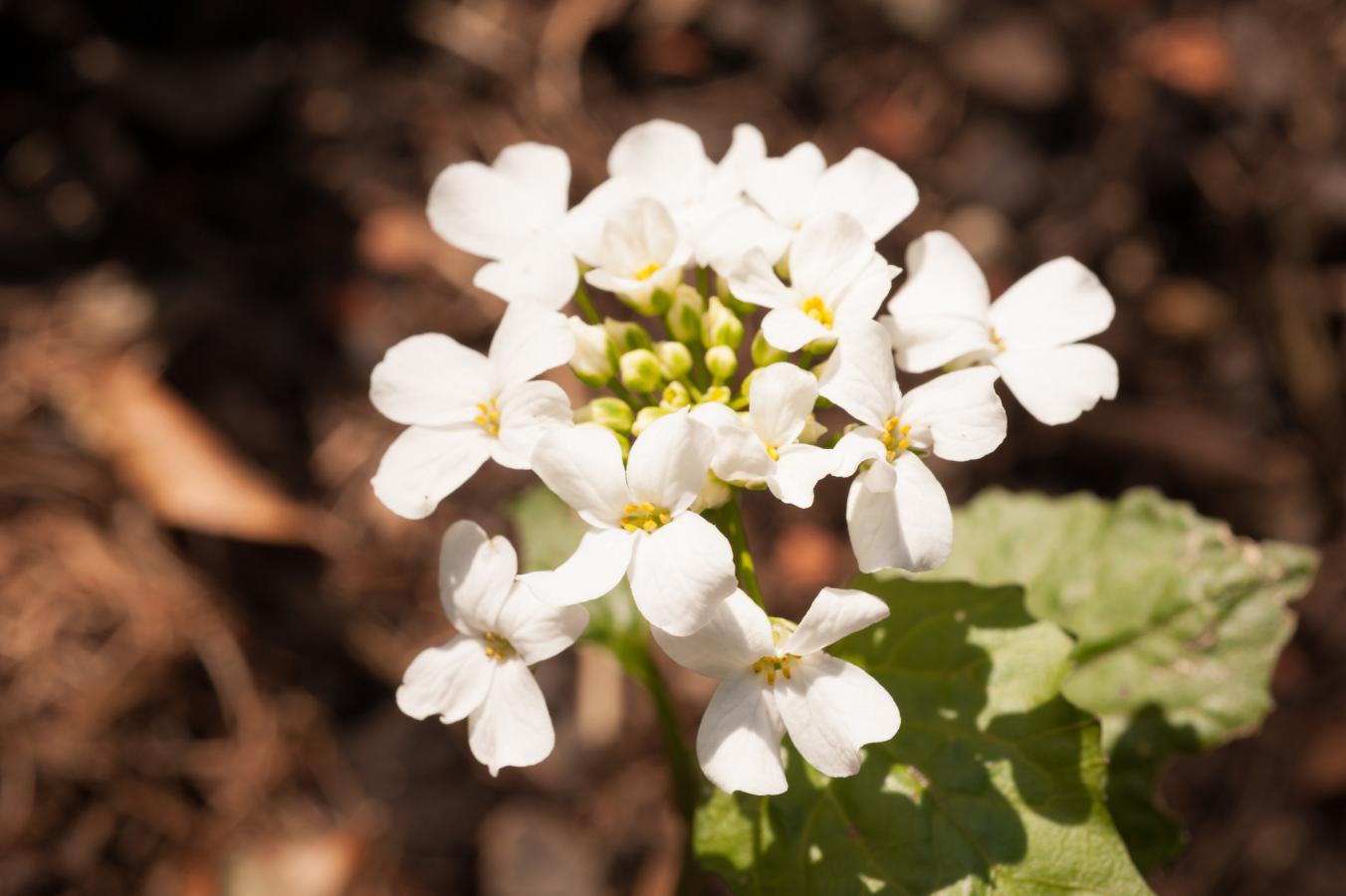 Pachyphragme à grandes feuilles