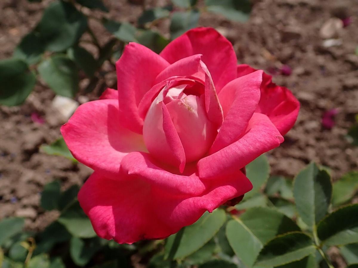 Rosier 'Konfetti'