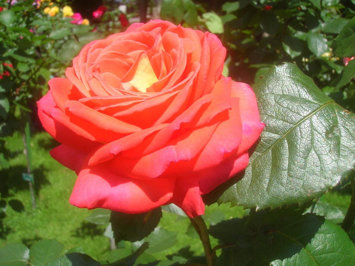 Rosier 'Konigin der Rosen'