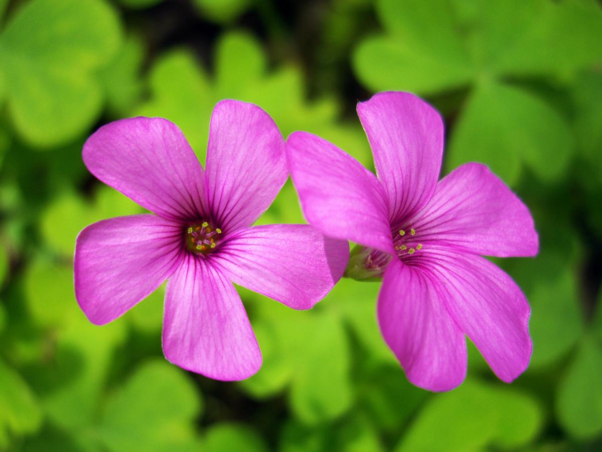 Oxalis articulée