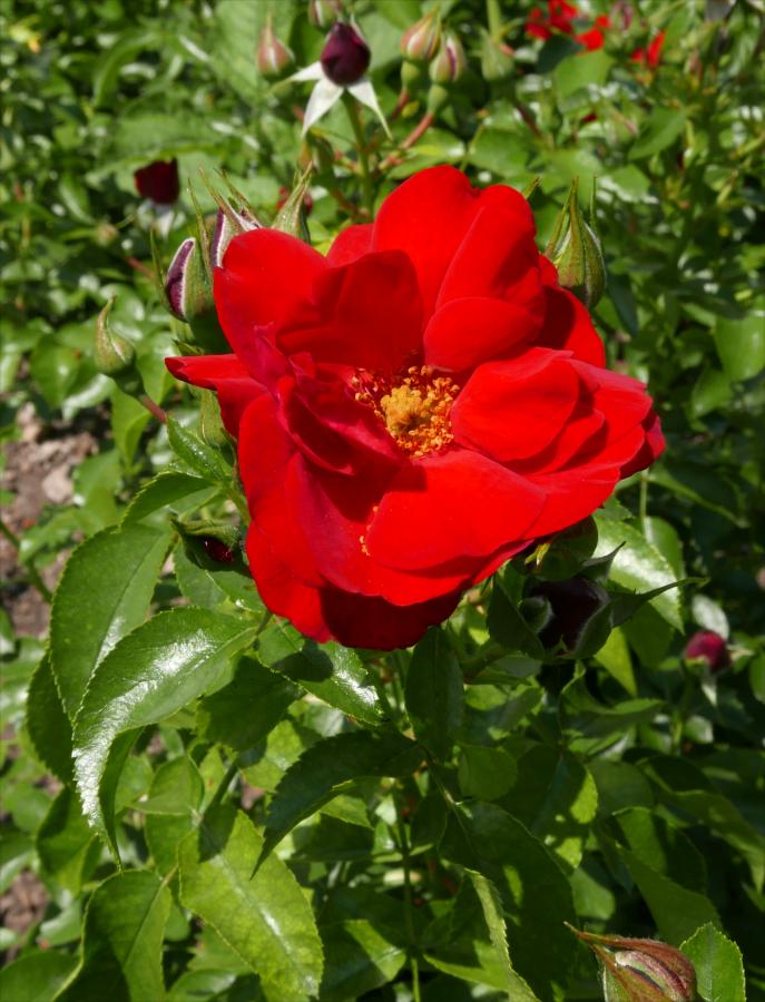 Rosier 'Kronjuwel'