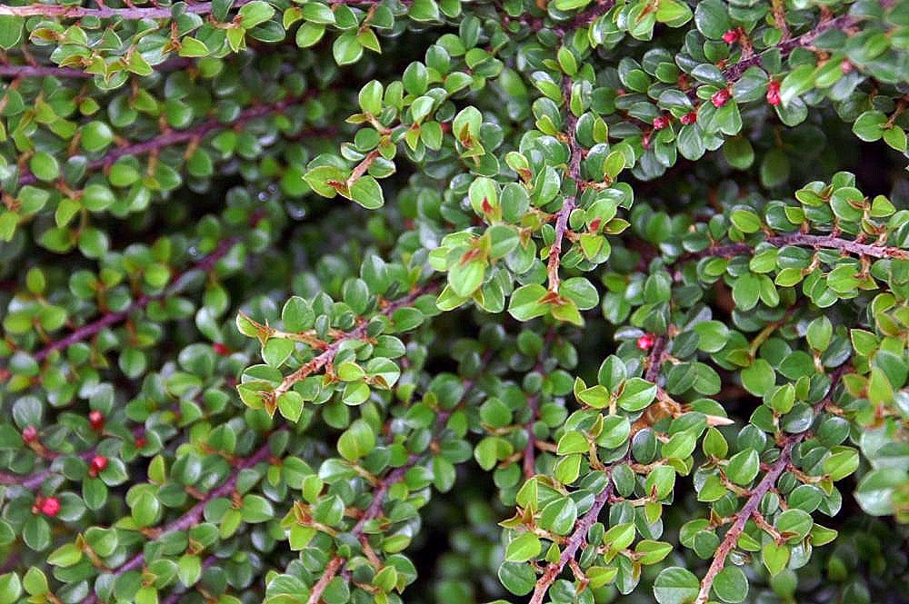 Cotoneaster adpressus