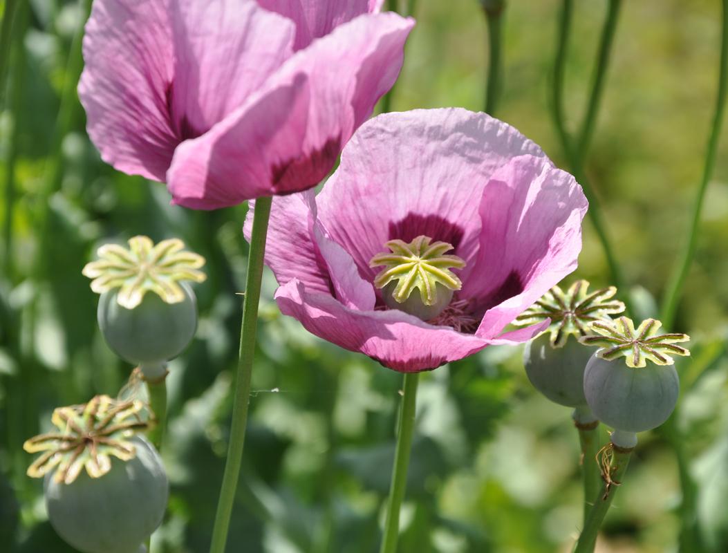 Pavot à opium