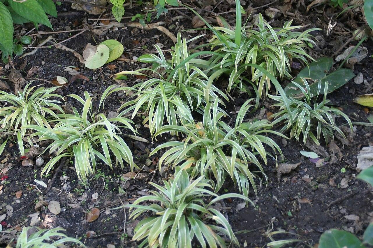 Chlorophytum bichetii